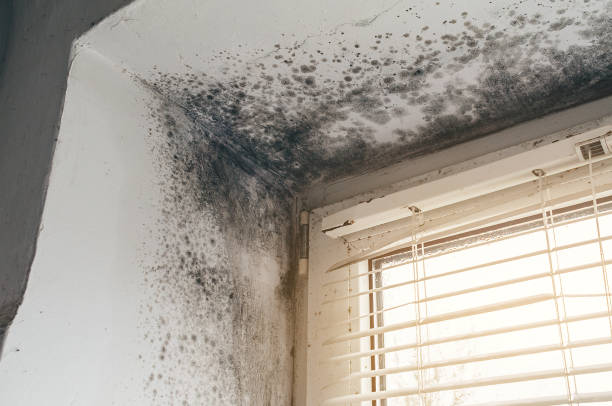 Affordable Mold Removal solutions in Grass Lake, MI